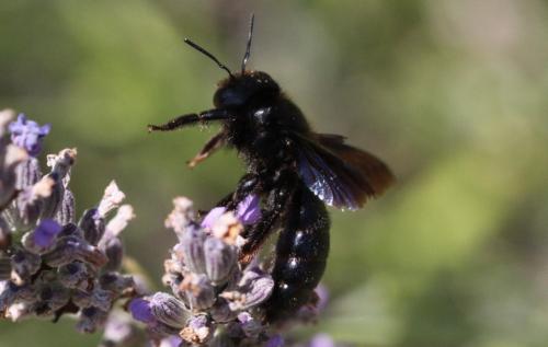 Xylocopa sp.